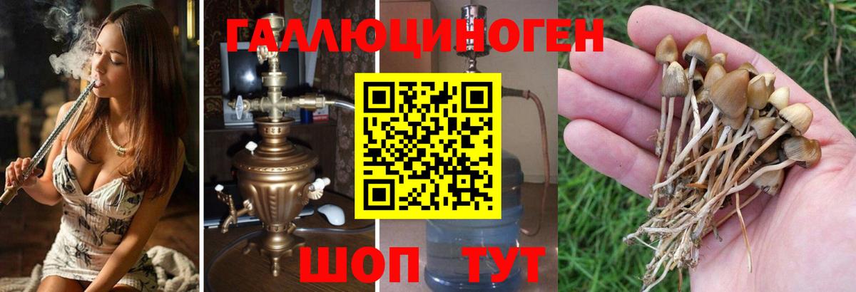 Татарск  Псилоцибиновые грибы Psilocybe  дарнет шоп  Вход с VPN 